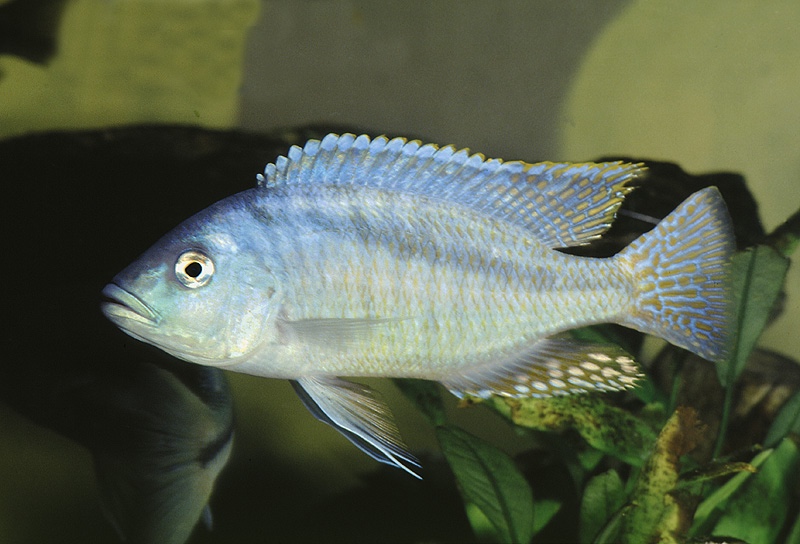 Mylochromis obtusus